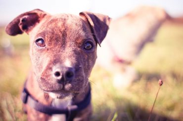 Bulaşıcı Karaciğer Enfeksiyonu (Hepatitis Contagiosa Canis)