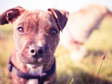 Bulaşıcı Karaciğer Enfeksiyonu (Hepatitis Contagiosa Canis)