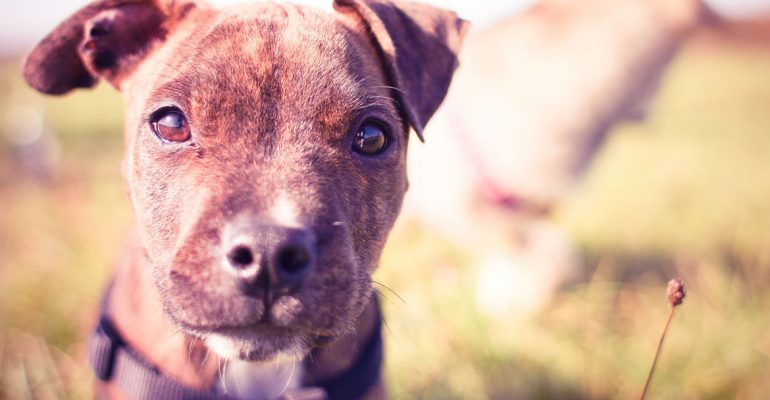 Bulaşıcı Karaciğer Enfeksiyonu (Hepatitis Contagiosa Canis)