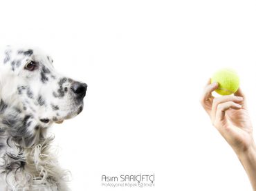 Evde Köpek Eğitiminin Önemi