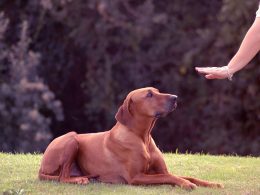 Evde Köpek Eğitimi Hakkında Bilinmesi Gerekenler