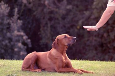 Evde Köpek Eğitimi Hakkında Bilinmesi Gerekenler