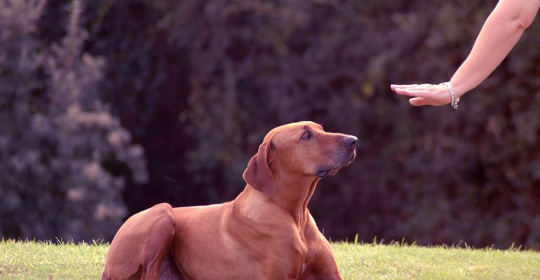 Evde Köpek Eğitimi Hakkında Bilinmesi Gerekenler