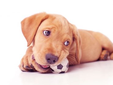 Köpeklerde davranış bozukluğu nedir ve sebepleri nelerdir?