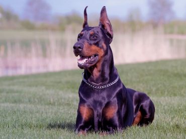 Şahıs Koruma (Body Guard)