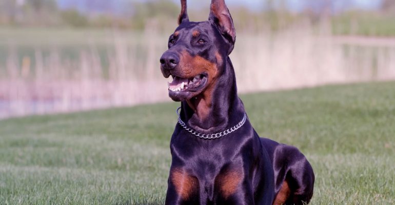 Şahıs Koruma (Body Guard)