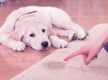 Yavru Köpek Tuvalet Eğitimi