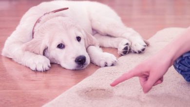 Yavru Köpek Tuvalet Eğitimi