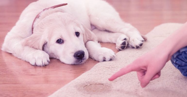 Yavru Köpek Tuvalet Eğitimi