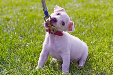 Yavru Köpekler İçin Tasma Eğitimi