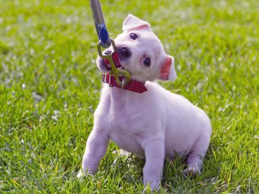 Yavru Köpekler İçin Tasma Eğitimi