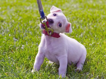 Yavru Köpekler İçin Tasma Eğitimi