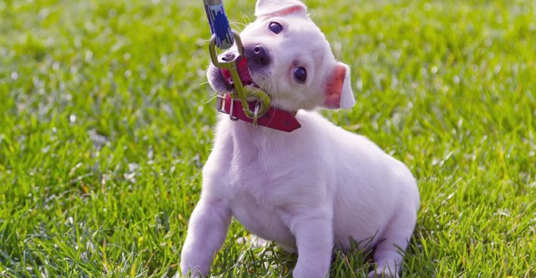 Yavru Köpekler İçin Tasma Eğitimi