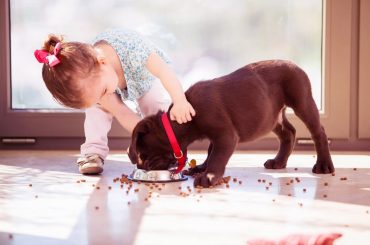 Yeni Köpek Almak İsteyenler İçin Dikkat Edilmesi Gerekenler