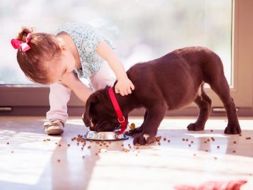 Yeni Köpek Almak İsteyenler İçin Dikkat Edilmesi Gerekenler