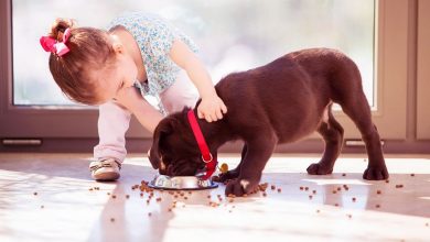 Yeni Köpek Almak İsteyenler İçin Dikkat Edilmesi Gerekenler