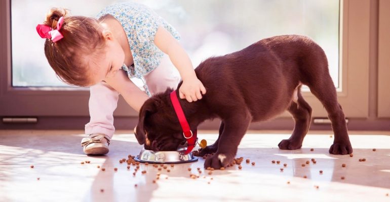 Yeni Köpek Almak İsteyenler İçin Dikkat Edilmesi Gerekenler