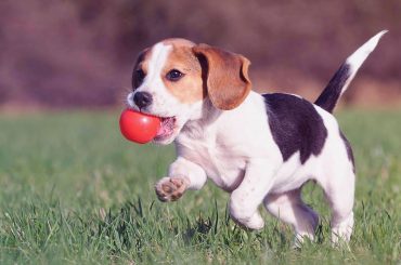 Köpeklerde Çiğneme Davranışının Anlamı