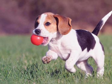 Köpeklerde Çiğneme Davranışının Anlamı