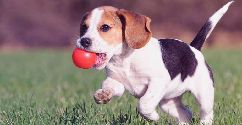 Köpeklerde Çiğneme Davranışının Anlamı